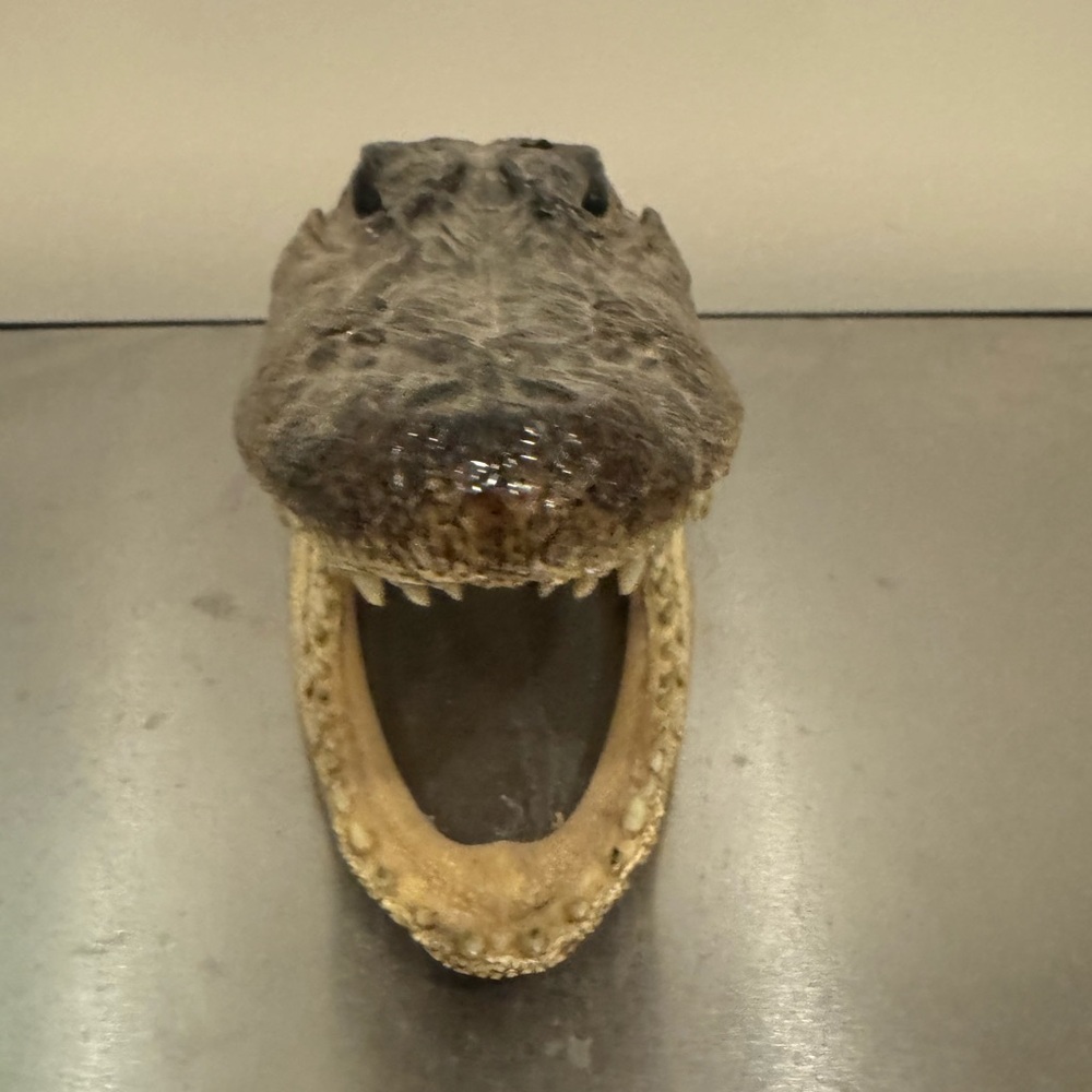 Baby alligator head